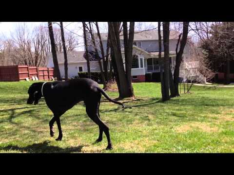 Playing Fetch with my Brother's Old Great Dane Dutch
