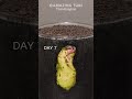 Growing Mango Tree From Seed Plants Timelapse Mango