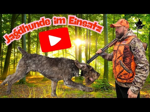Hunting dogs in action - with dog expert Dennis Panthen