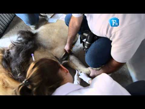 Transferência leões zoológico