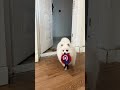 Nico:Have a glass of champagne! #cute #smartnico #funny #dog #nico