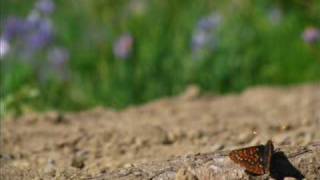 Counting Crows Cover- Raining in Baltimore