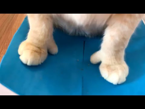 This Cat Has Thumbs