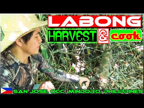 EP122 - Labong (Bamboo Shoot) Harvest 'n Cook | Occ. Mindoro