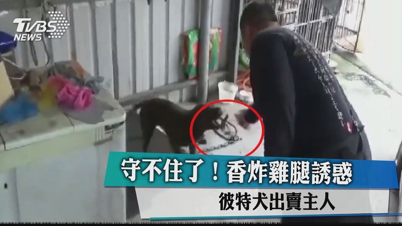 守不住了!香炸雞腿誘惑 比特犬出賣主人