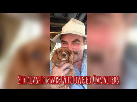 Six Classic Hollywood (and Royal!) Stars who Owned Cavalier King Charles Spaniels