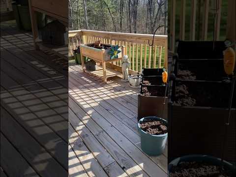 Homesteading Spring Clean Up! #homesteading #shorts