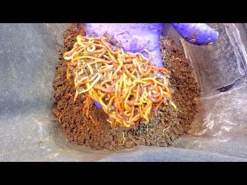 Move red wiggler worms in 6-month yellow "breeding" buckets to VermiBag Mini - vermicompost