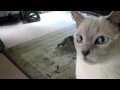 Tonkinés - Tonkinese Cats Coming Home Anniversary Day (HD)