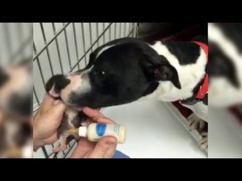 Anteprima Video Un piccolo Pit Bull randagio di appena due giorni di vita è stata trovato ai bordi della strada ed 