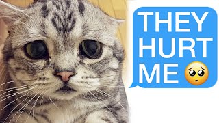 r/Prorevenge Torture my Cat? I'LL RUIN YOUR LIFE!