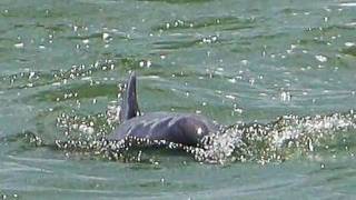 preview picture of video 'South Padre's Bottlenose Dolphins'