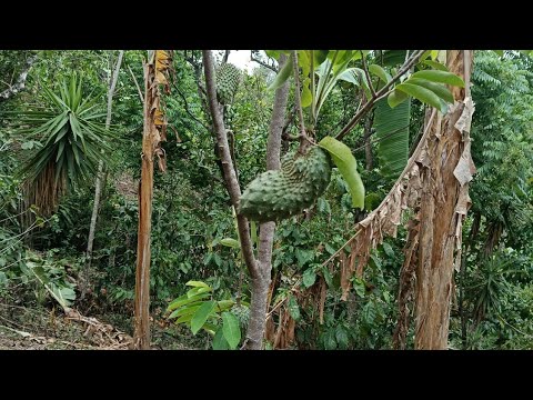 3 BONITAS MANZANAS CON CASA 🏡AGUA Y ENERGÍA !! EN SAN PEDRO NONUALCO✅️CULTIVADAS CON FRUTALES