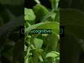 Sage: The Herb That Can Do It All