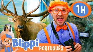 Blippi Visita um Centro de Natureza! | 1 HORA DO BLIPPI! | Vídeos Educativos em Português