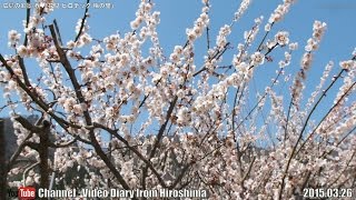 preview picture of video '広島の風景2015春 花見「ヒロテック 梅の里」03.26 Scenery of Hiroshima Spring,Blossom viewing,Ume(Japanese plum) Village'