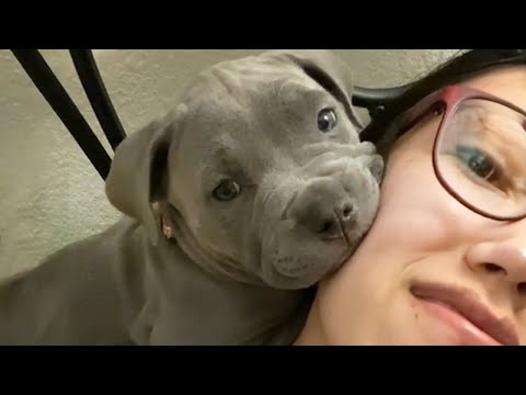 Le genre d'amour que vous recevrez en retour si vous le donnez - quand les animaux vous aiment