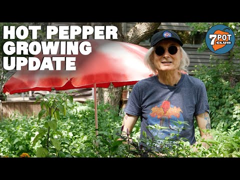 Planting Update: 2021 Hot Pepper Grow Season Episode 4