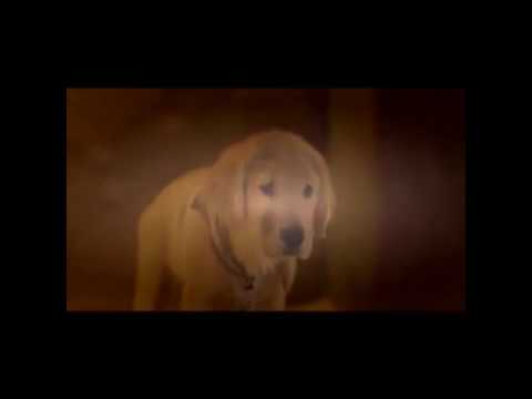 B-Dawg the Magnificent Part 12 - Is All Better Now?