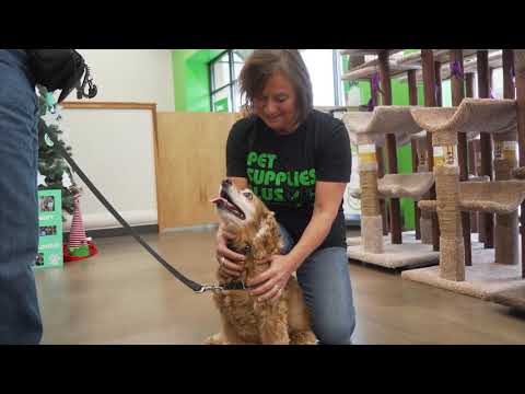 Pet Supplies Plus