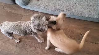 Video preview image #1 Jack Russell Terrier-Unknown Mix Puppy For Sale in Temecula, CA, USA