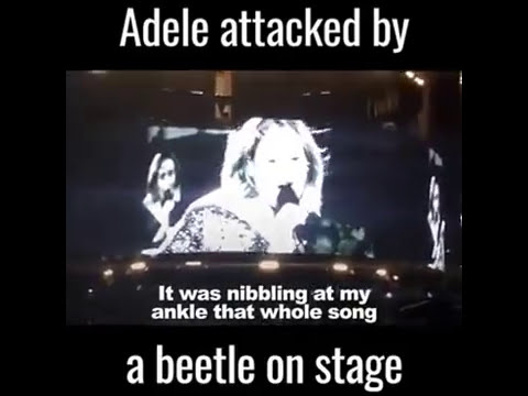 Adele- Attacked By a beetle on stage (REALLY FUNNY)
