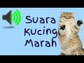 Suara Kucing Marah