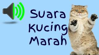 Download lagu Suara Kucing Marah... mp3