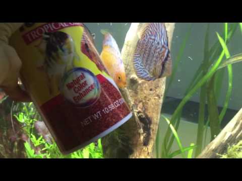 download lagu mp3 mp4 Discus Diet, download lagu Discus Diet gratis, unduh video klip Discus Diet