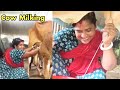 How To Increase Cow Milk Production