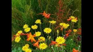 КРАСИВАЯ МУЗЫКА  !!!. .WMV