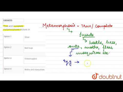 True and complete metamorphosis occurs in