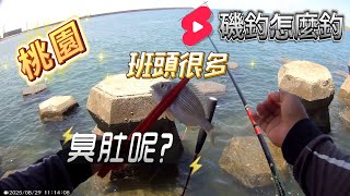 桃園｜大潭出水口南面!來試試臭肚還在不在! #磯釣怎麼釣 #臭肚 #班頭 #黏巴達釣餌