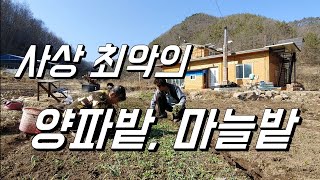 이게 뭡니까? 사상 최악의 양파밭, 마늘밭. 8년만에 처음임