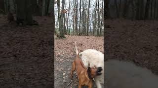 Rhodesian Ridgeback plays with Irish Wolfhound.