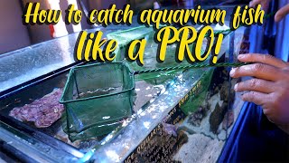 In-store sessions: How to catch aquarium fish like a PRO!