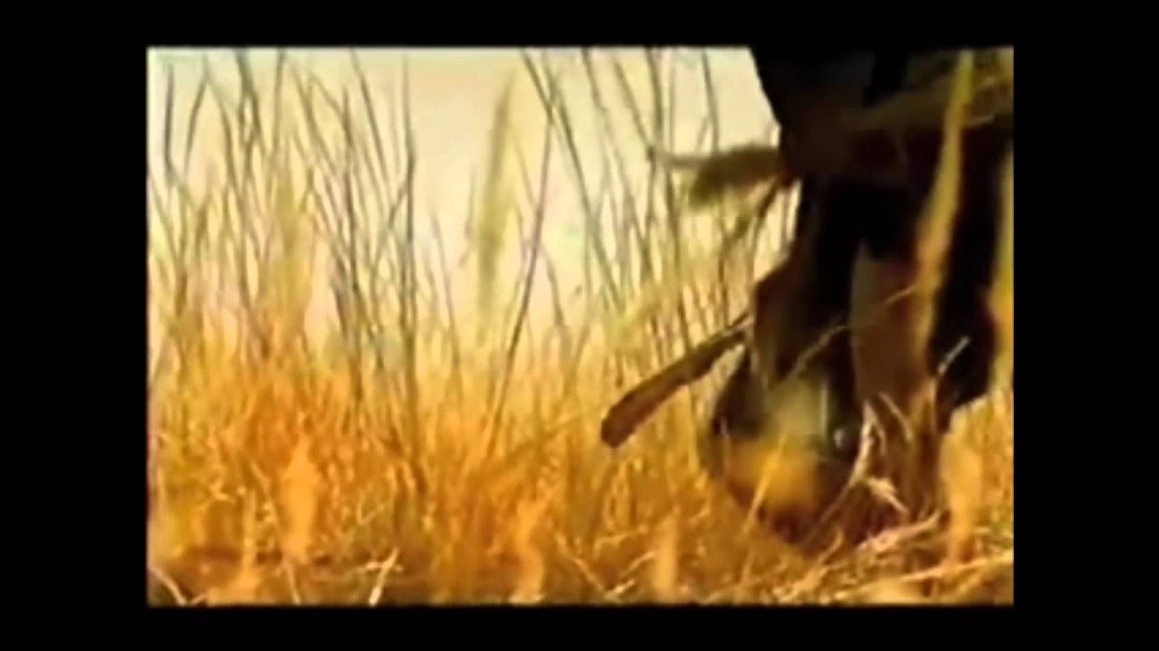 Panahon ng Lumang Bato