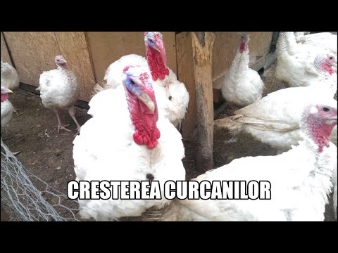 , title : 'CRESTEREA CURCANILOR !!!'