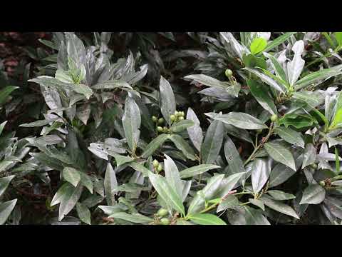 Otto Luyken cherry laurel (Prunus laurocerasus 'Otto Luyken) - Plant Idetification