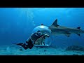 What Other Dog Or Animal Would You Like To See Underwater Next To Sea Life Dogvideos Man Love