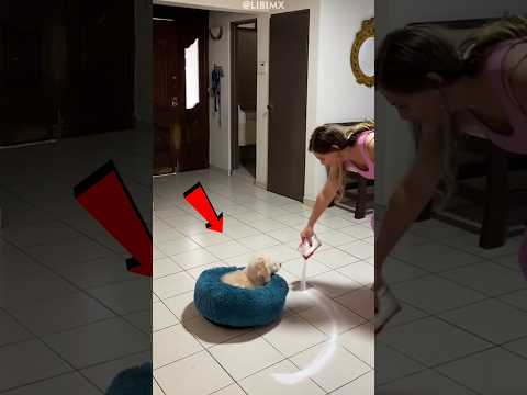 Something Stopped the Dog in the Salt Circle