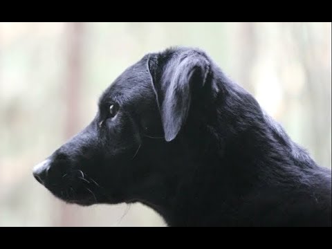 Dai Koyamada「Bongo V15」  小山田大「ボンゴ」