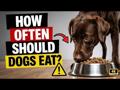 10 Mistakes You Make When Feeding Your Dog ⚠️