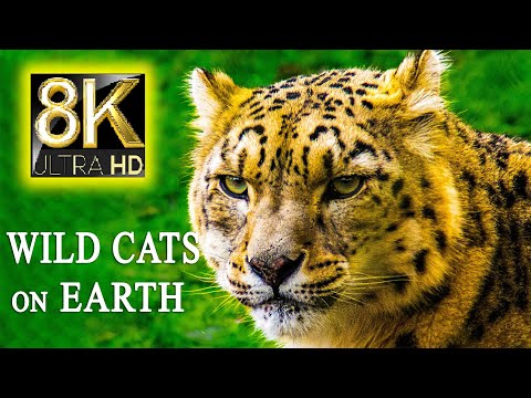 Amazing Big Cats From The World 8K HDR 60FPS - Lion, Leopard, Jaguar, Tiger, Snow Leopard
