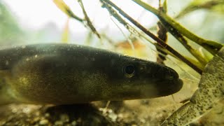 American Eels and Mosquito Control: A Holistic Solution to a Global Problem