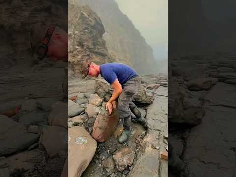 ENORME fóssil escavado 🫣