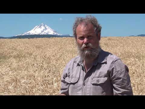What is Heirloom Wheat?