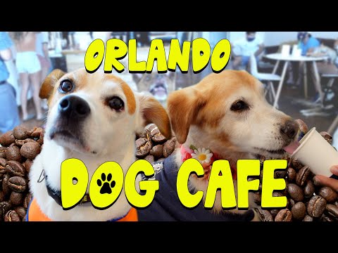 image-Where can I take my Dog to vacation in Central Florida?