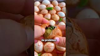 Pourquoi Les Chinois Mangent-ils Des Œufs Fécondés ?