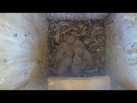American Kestrel chick expels waste onto the camera